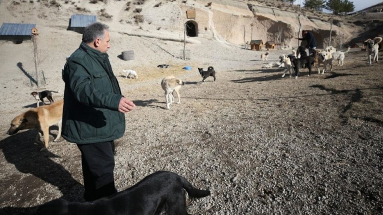 Kayseri'de Hasta ve sahipsiz köpeklere kayadan oyma mağarada 'yuva' konforu
