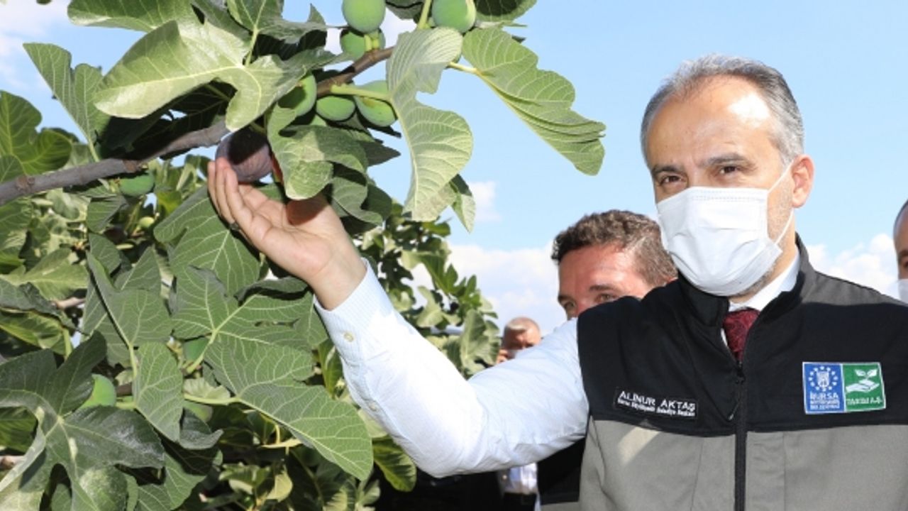 Başkan Aktaş, siyah incir hasadının bereketli karlı olmasını diledi.