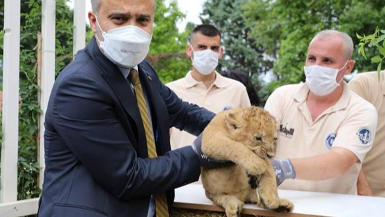 Başkan Aktaş yeni doğan aslan yavruları Hayvanat Bahçesi’nde ziyaret etti.