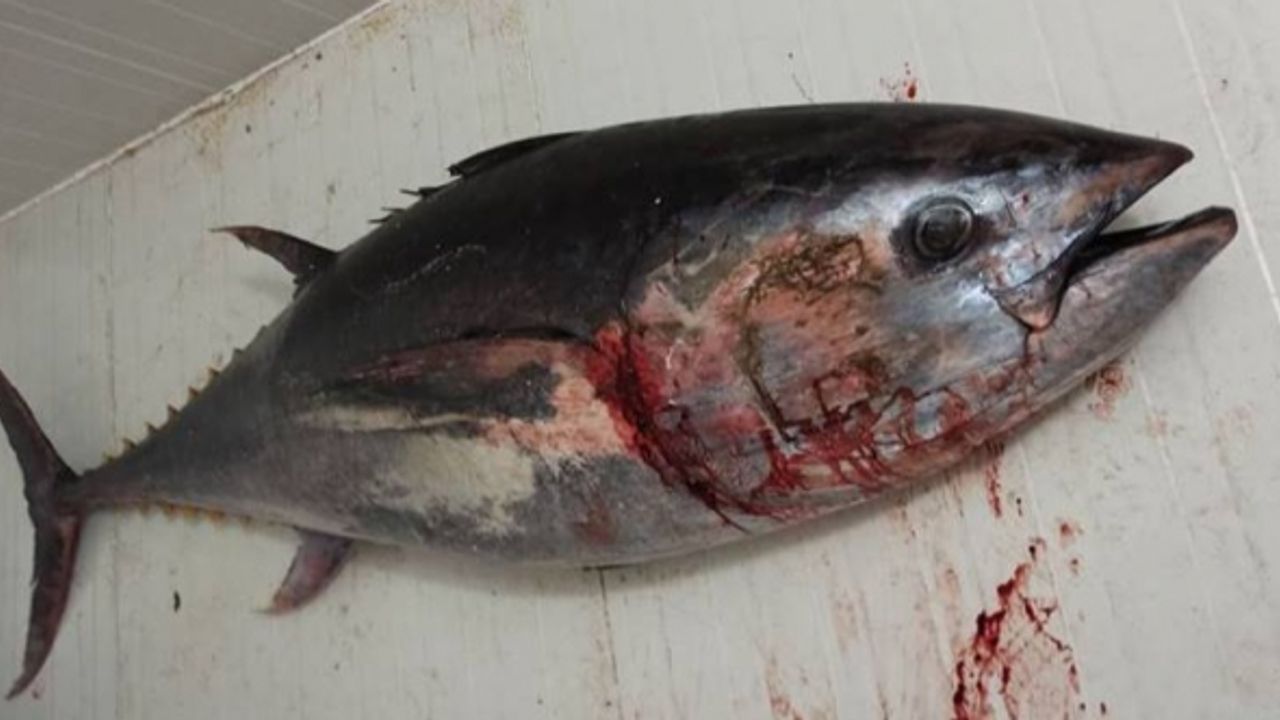 Avlanması yasak olan Mavi yüzgeçli Orkinos balığı ele geçirildi.