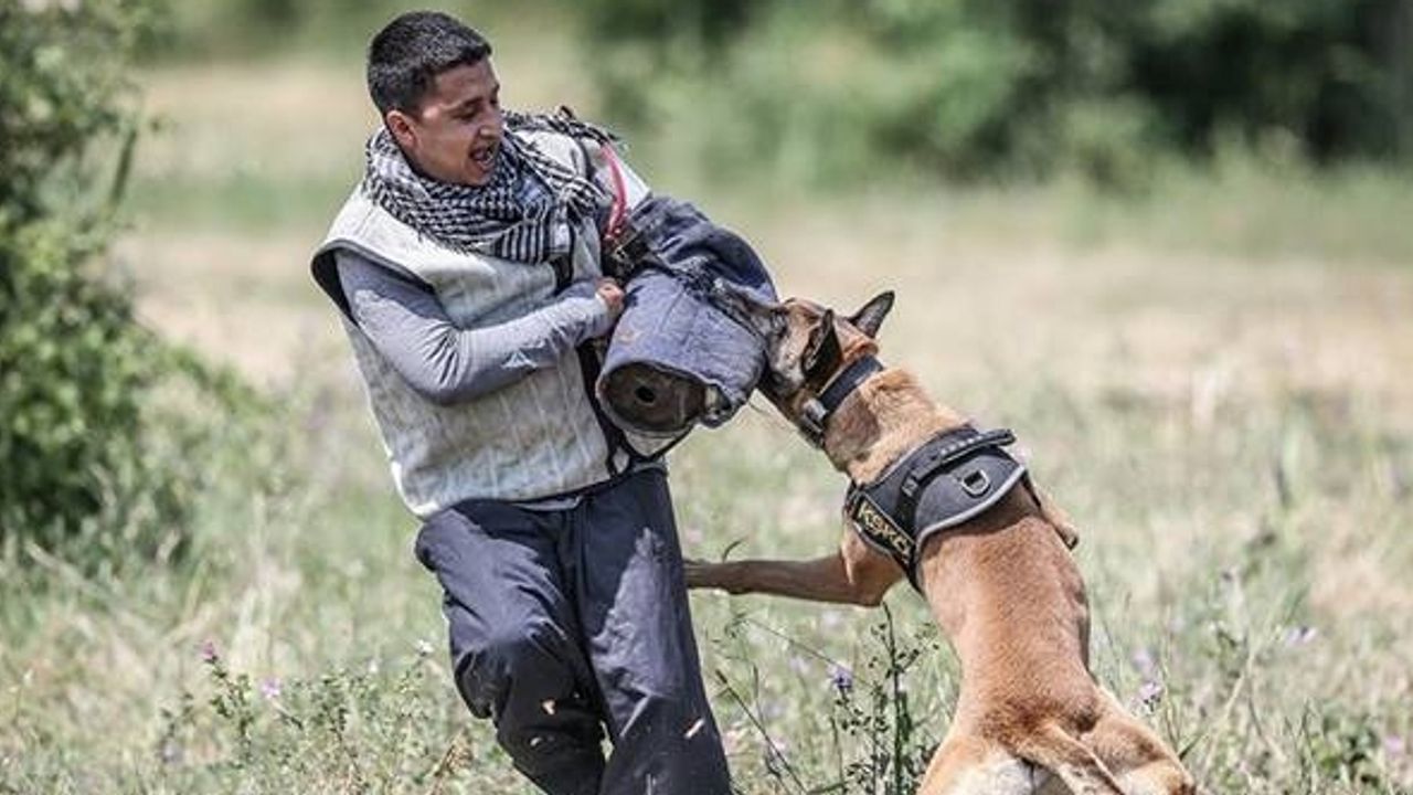 Bursa'da TSK'nın 'cesur keşif köpekleri' yetiştiriliyor