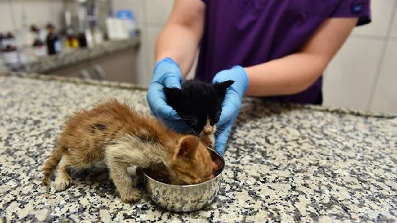 Zifte bulanmış olan 2 yavru kedi hayata döndürüldü. 