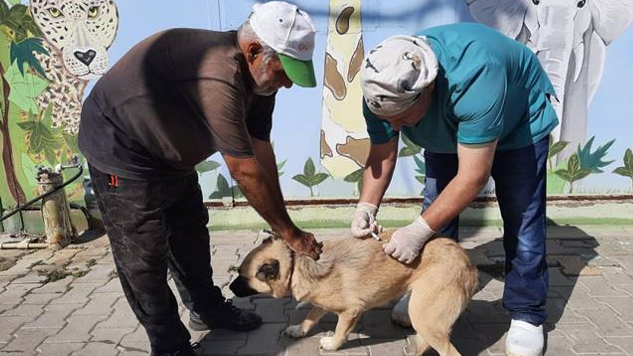 Mustafakemalpaşa'da kedi ve köpeklere kuduz aşısı yapıldı