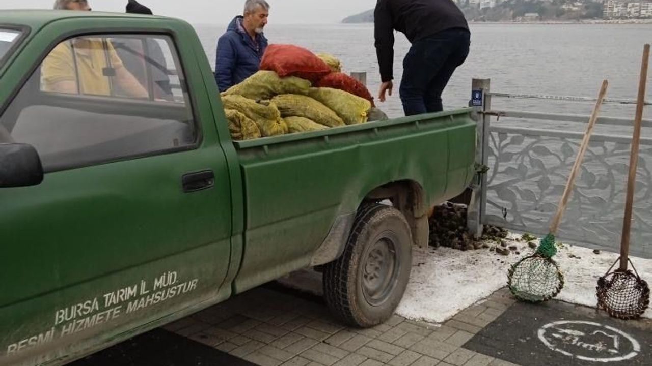 Bursa'da Kaçak midye avcılarına operasyon