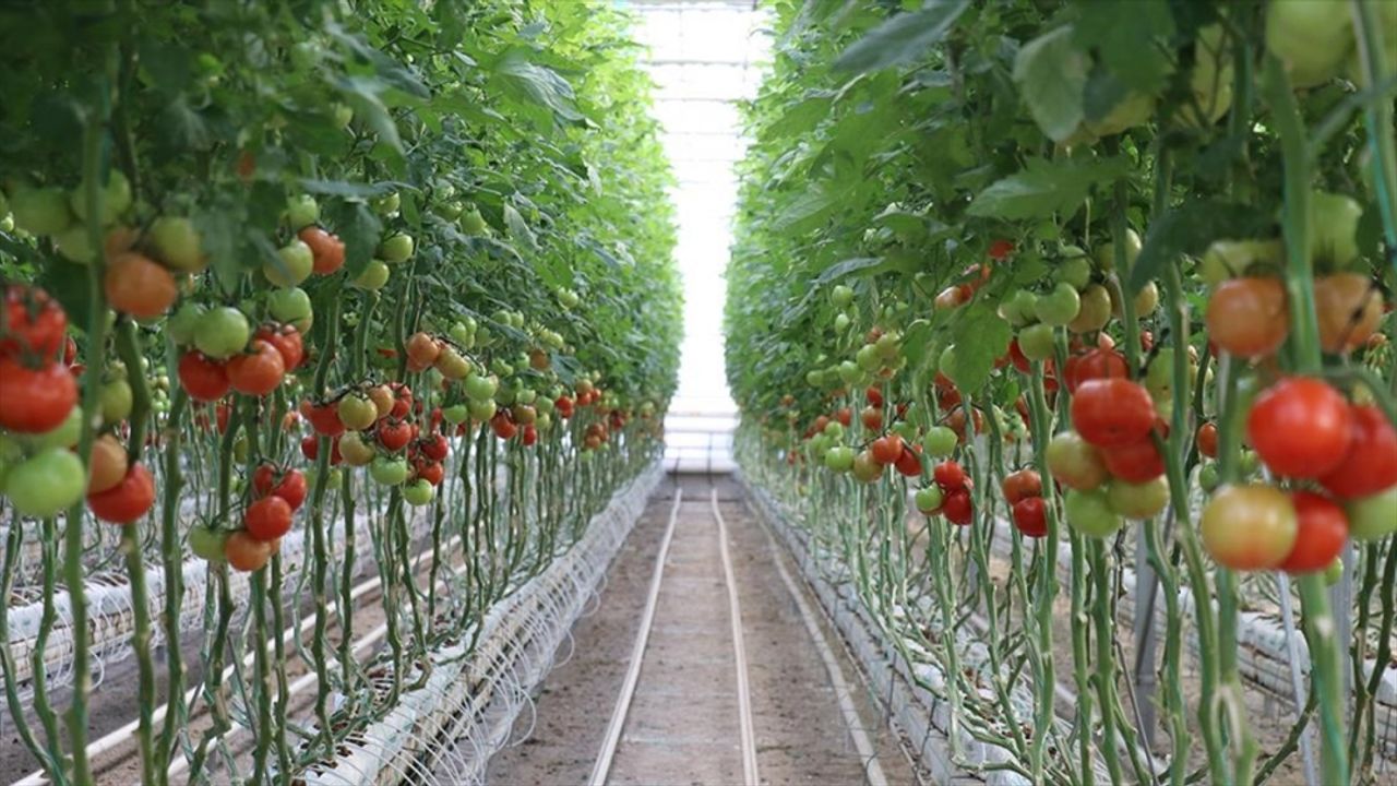Ağrı'da yılın 12 ayı domates üretiliyor