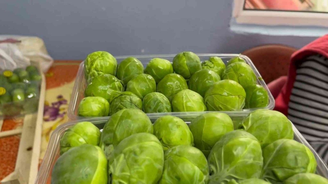 Bursa’nın İznik ilçesinde 12 bin ton Brüksel lahanası ihraç ediliyor