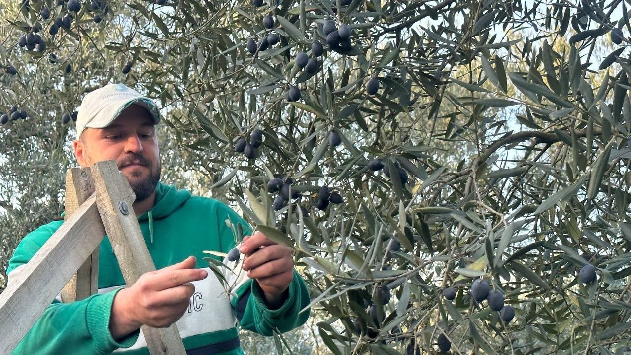 İznik'te Mart ayında zeytin hasadı şaşırttı