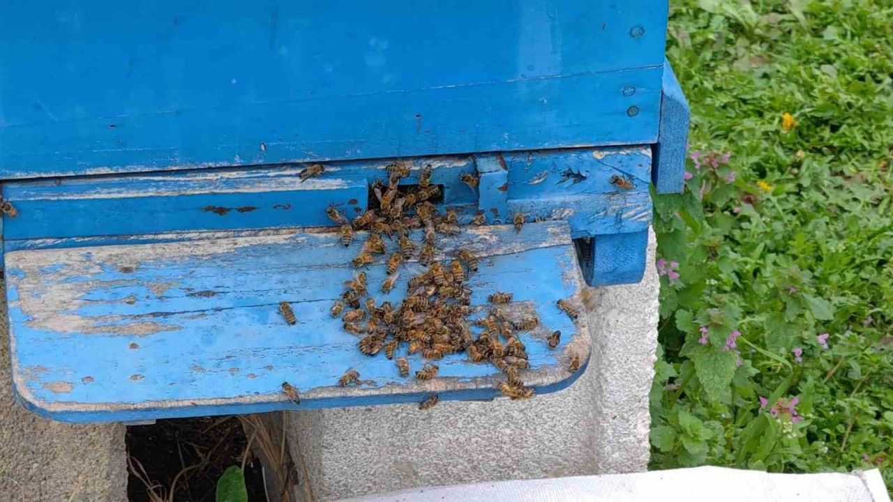 Bursa’nın İnegöl ilçesinde toplu arı ölümleri