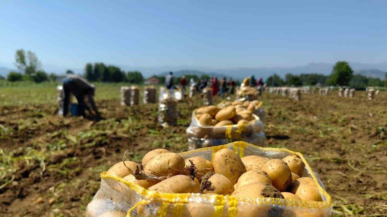 Bursa’nın İnegöl ilçesinde patatesin hasadı başladı.