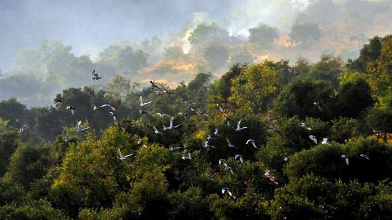Bursa’da ormanlarda ateş yakmak yasaklandı