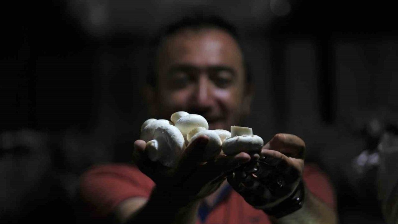 Bursa’da  günde 200 kilogram mantar üretiyor