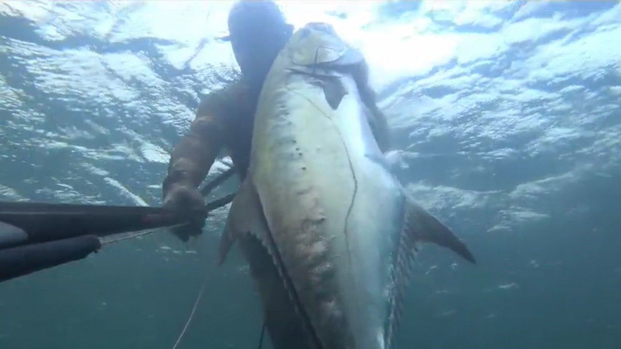 Çanakkale’de Zıpkınla 30 kiloluk iki tane liça avladılar