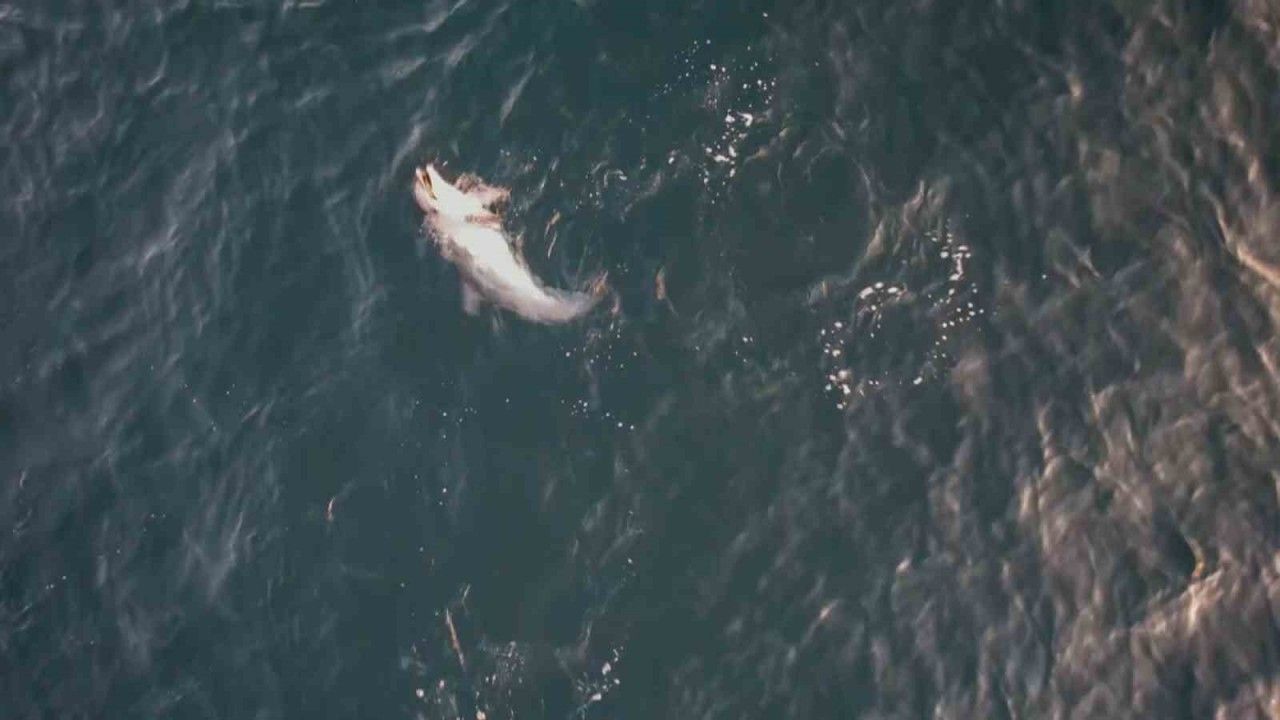 Yunusun minik balıkla av oyunu dron kamerasına yansıdı