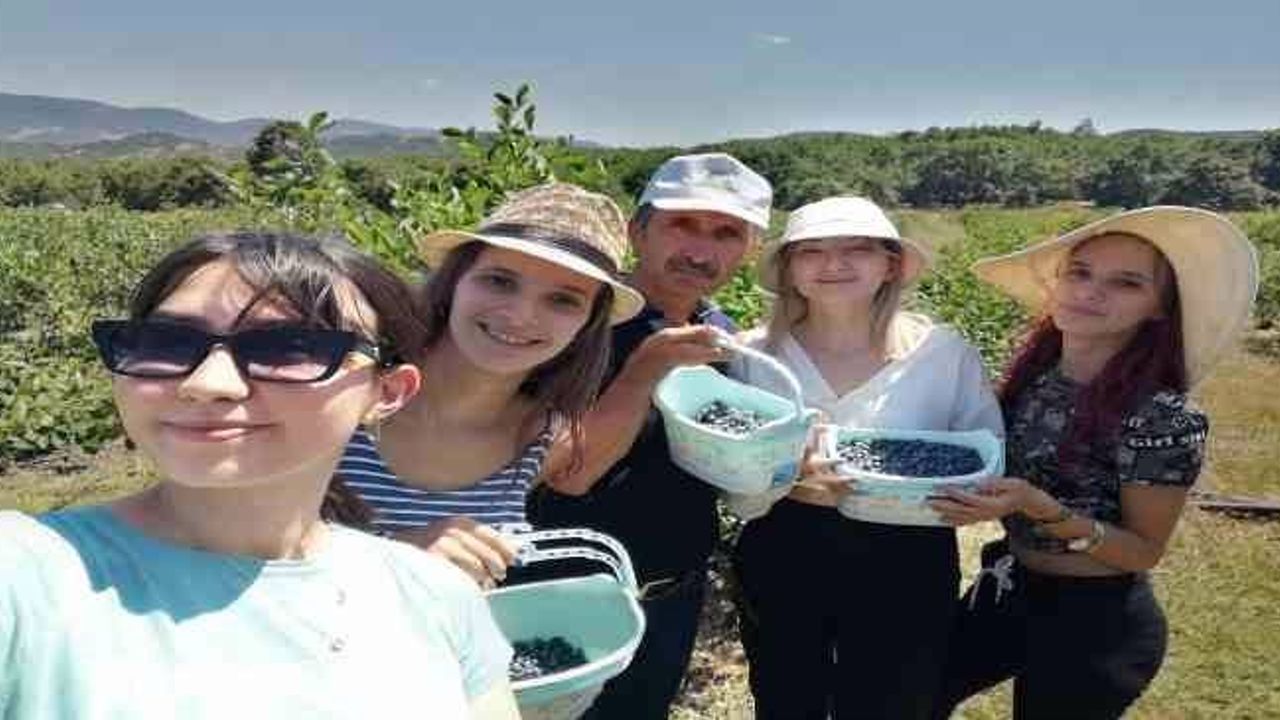 Orhaneli'de Yaban mersini hasadını Romanyalı kızlar yaptı