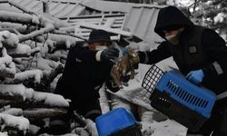 Osmangazi Belediyesi, Yavru Köpekler Donmaktan Kurtardı