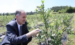 İnegöl'de yaban mersini  6 bin kilogram rekolteye ulaştı.