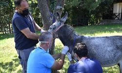Bursa’ya getirilen yaralı eşek ameliyat edilerek sağlığına kavuşturuldu. 