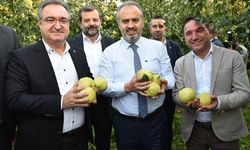 Bursa'da deveci armudunda hasat sevinci yaşandı.