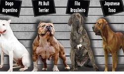 Köpeklerini kayıt ettirmeyenlere ceza yolda
