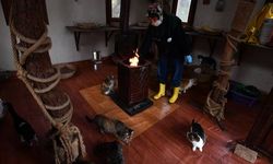 Engelli kediler, iki kedi villasında ömür boyu yaşamlarını sürdürüyor.