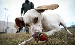 Yerli ırk av köpekleri ilk defa 'dedektör köpek' olarak kullanılacak