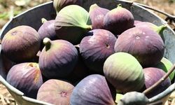 Bursa'nın siyah inciri yeni pazarlara açılacak