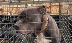 Savcılık dört kişiyi yaralayan pitbull cinsi köpeği silah saydı