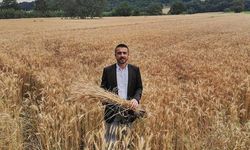 Ekmeklik buğdayını Kestel Belediyesi  kendi üretecek