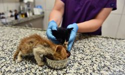 Zifte bulanmış olan 2 yavru kedi hayata döndürüldü. 