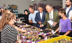 Kraliçe inciri için seferberlik ilan edildi