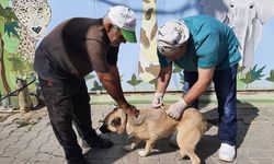 Mustafakemalpaşa'da kedi ve köpeklere kuduz aşısı yapıldı
