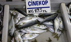 Çinekop, tezgahlardaki yerini aldı