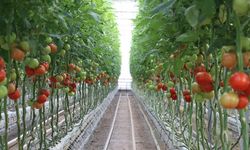 Ağrı'da yılın 12 ayı domates üretiliyor