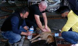 Köpeğin yaşaması için dakikalarca kalp masajı yaptılar