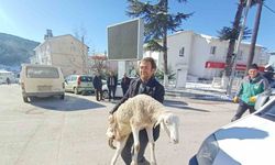 Bursalı çobanlar deprem bölgesine 40 koyun bağışladı
