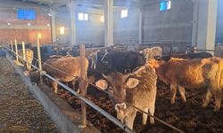Kırklareli’de 39 kaçak hayvan yakalandı