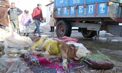 Malatya’da öldü denilen buzağı enkaz altından sağ kurtarıldı