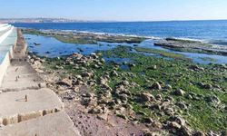 Marmara Denizi 25 metre çekildi: "Depremle alakası yok"