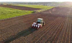 Edirne’de ayçiçeği ekim mesaisi başladı
