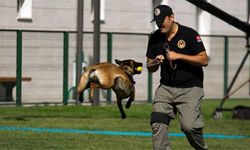 Bomba uzmanı köpeklerin nefes kesen eğitimi