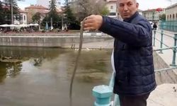 Havalar ısındı, yılanlar ortaya çıkmaya başladı
