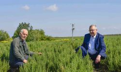 Karacabey, aromatik bitki alanında da dikkat çekiyor