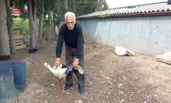 Yaralı leylek tedavi edildi