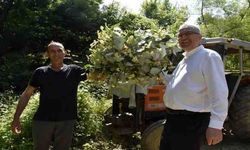 Karacabey ıhlamur ormanlarında hasat başladı
