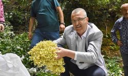 Karacabey'de  ıhlamur ormanlarında hasat gün sayıyor