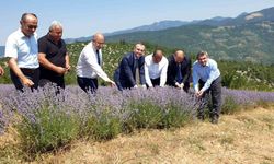 Orhaneli'de yetişen lavantaların hasadı başladı