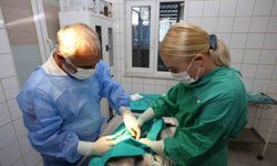 Nilüfer’deki sahipsiz sokak hayvanları tek tek kısırlaştırılıyor