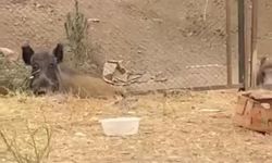 Aç kalan domuzlar şehir merkezine indi