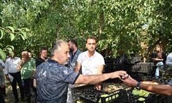 Gürsu’da armut hasadı başladı