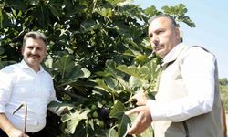 Mudanya’da  Siyah incirin hasadı başladı
